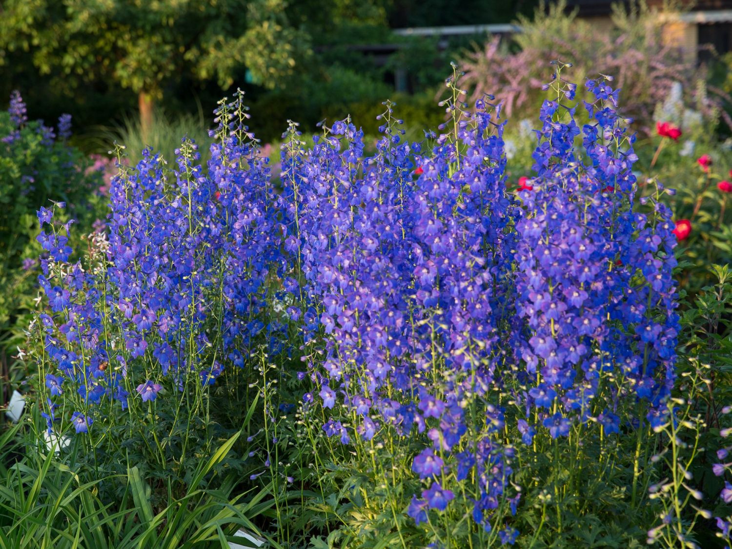 Rittersporn (Delphinium)