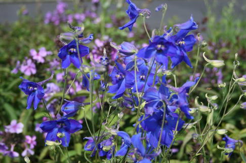 Verzweigter Rittersporn 'Völkerfrieden' - Delphinium x belladonna 'Völkerfrieden'