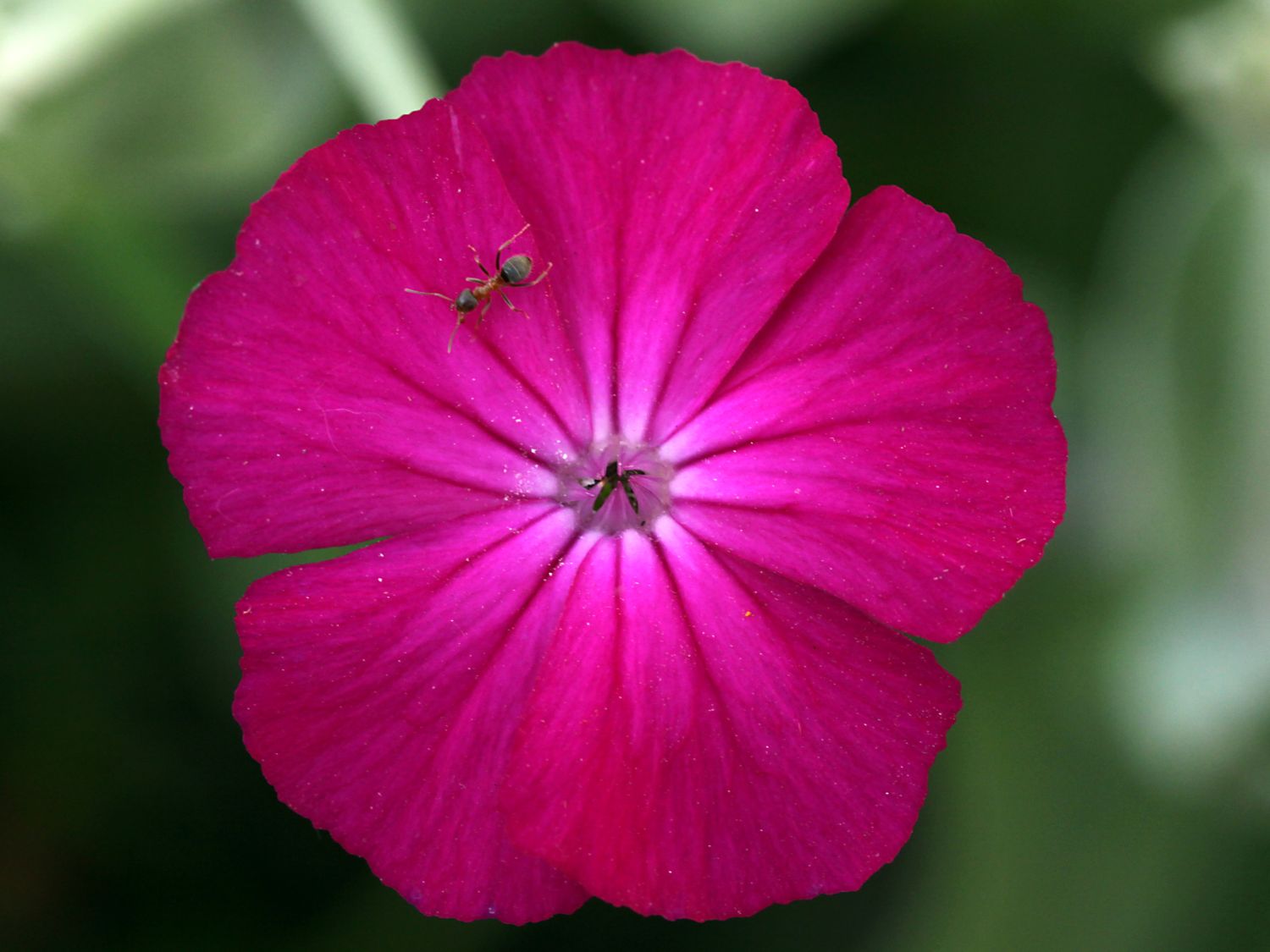 Vexiernelke 'Atrosanguinea'