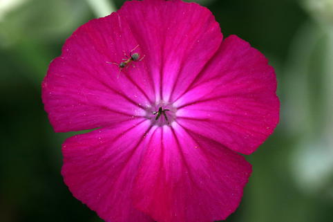 Vexiernelke 'Atrosanguinea' - Lychnis coronaria 'Atrosanguinea'