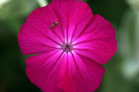 Vexiernelke 'Atrosanguinea' - Lychnis coronaria 'Atrosanguinea'
