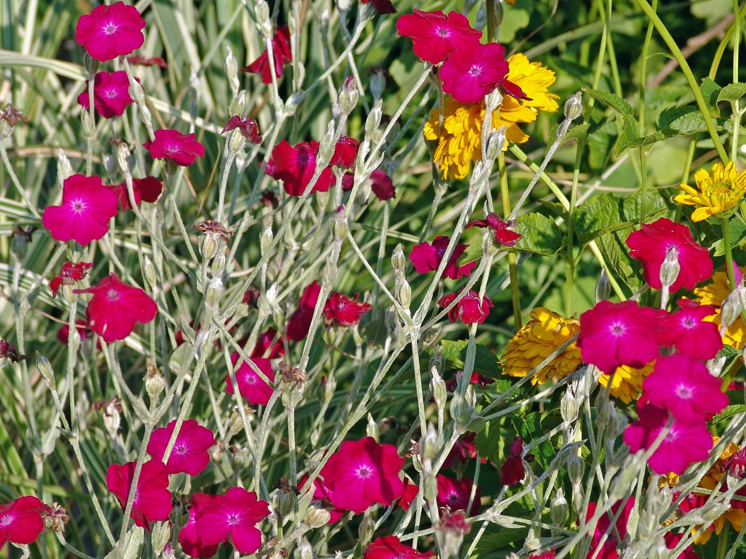 Vexiernelke 'Atrosanguinea' - Lychnis coronaria 'Atrosanguinea'