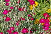Vexiernelke 'Atrosanguinea' - Lychnis coronaria 'Atrosanguinea'