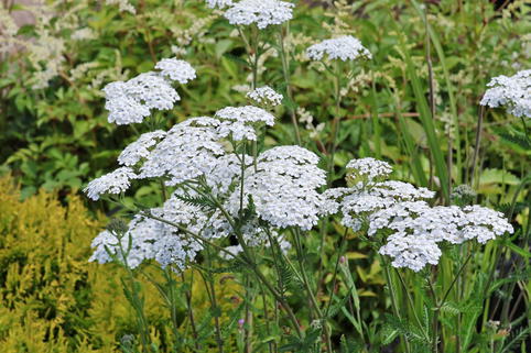 Vielblättrige Garbe 'White Beauty' - Achillea millefolium 'White Beauty'