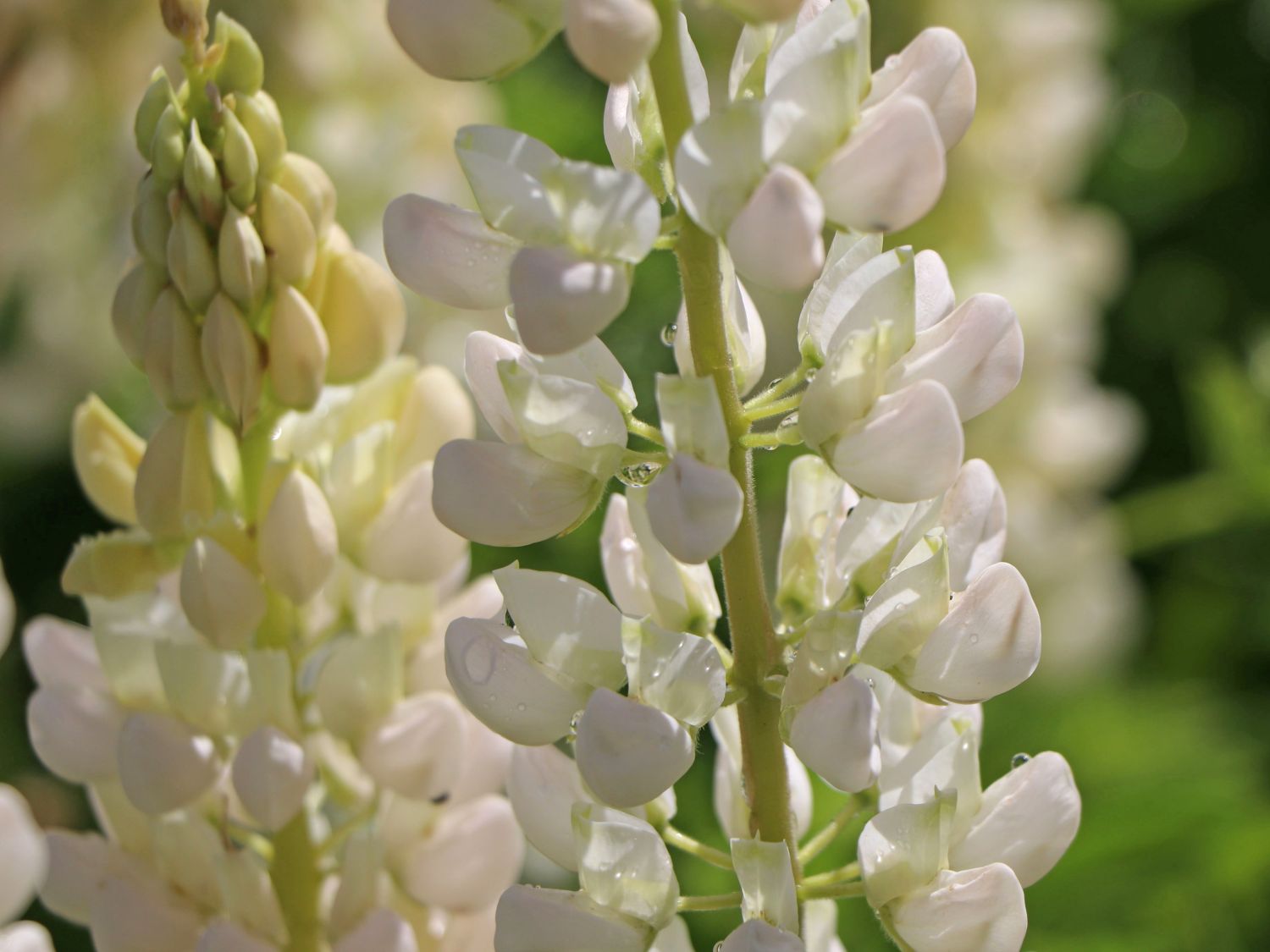 Vielblättrige Lupine 'Camelot White' ®