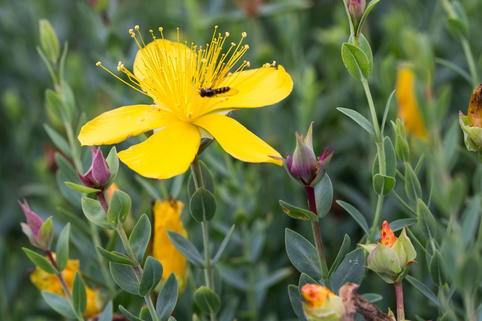 Vielblättriges Johanniskraut - Hypericum polyphyllum