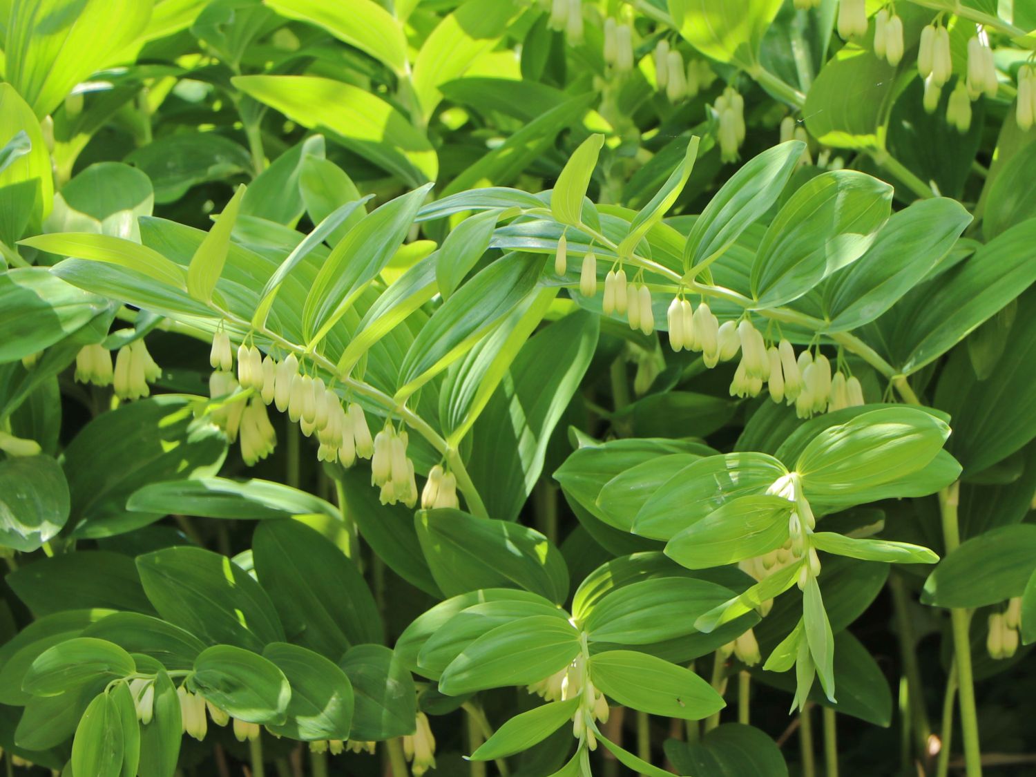 Vielblütiger Salomonssiegel - Polygonatum multiflorum