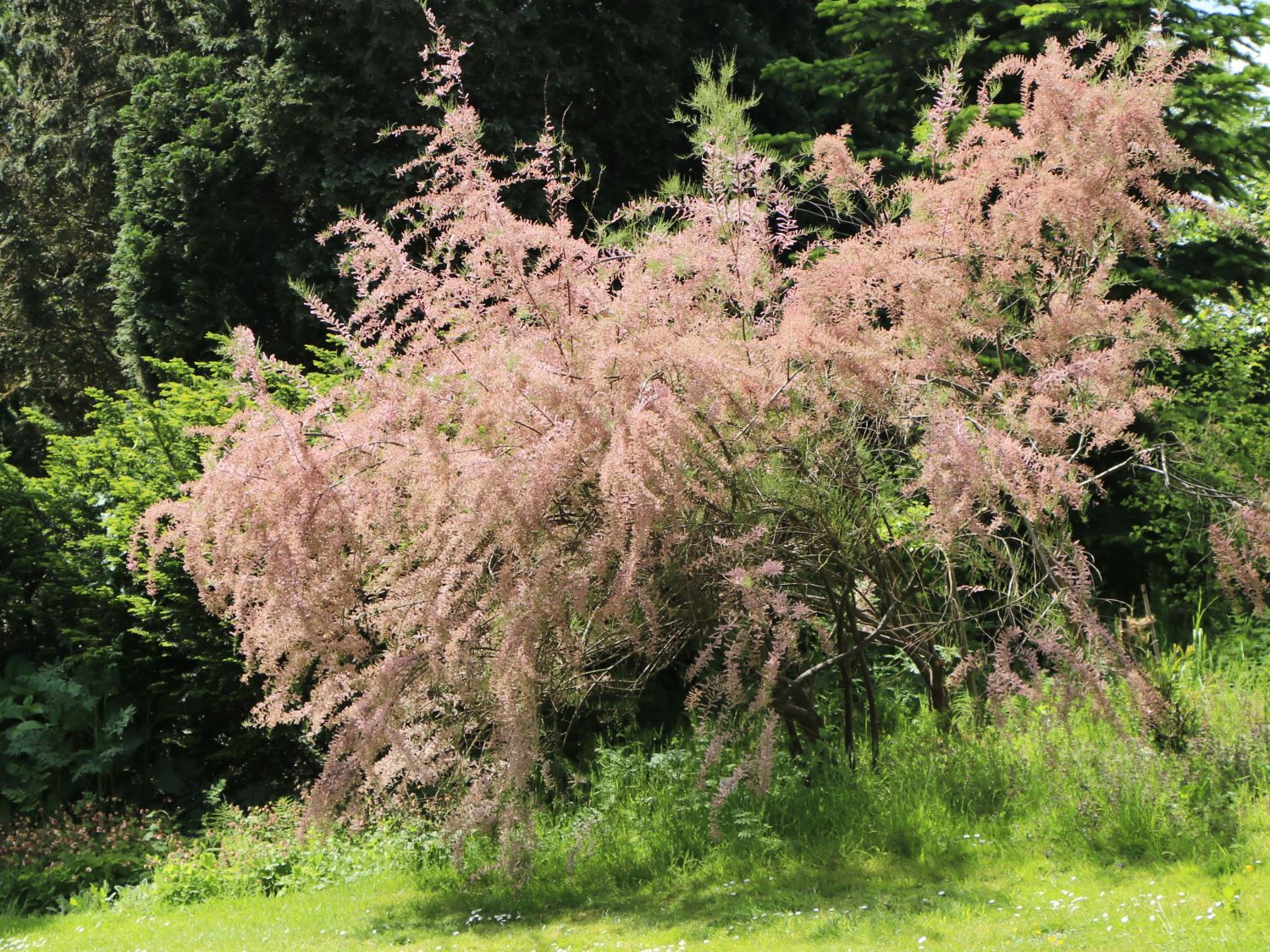 Viermännige Tamariske / Frühlingstamariske - Tamarix tetrandra