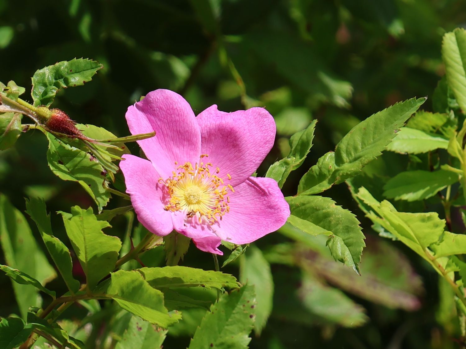 Virginianische Rose / Virginia-Rose