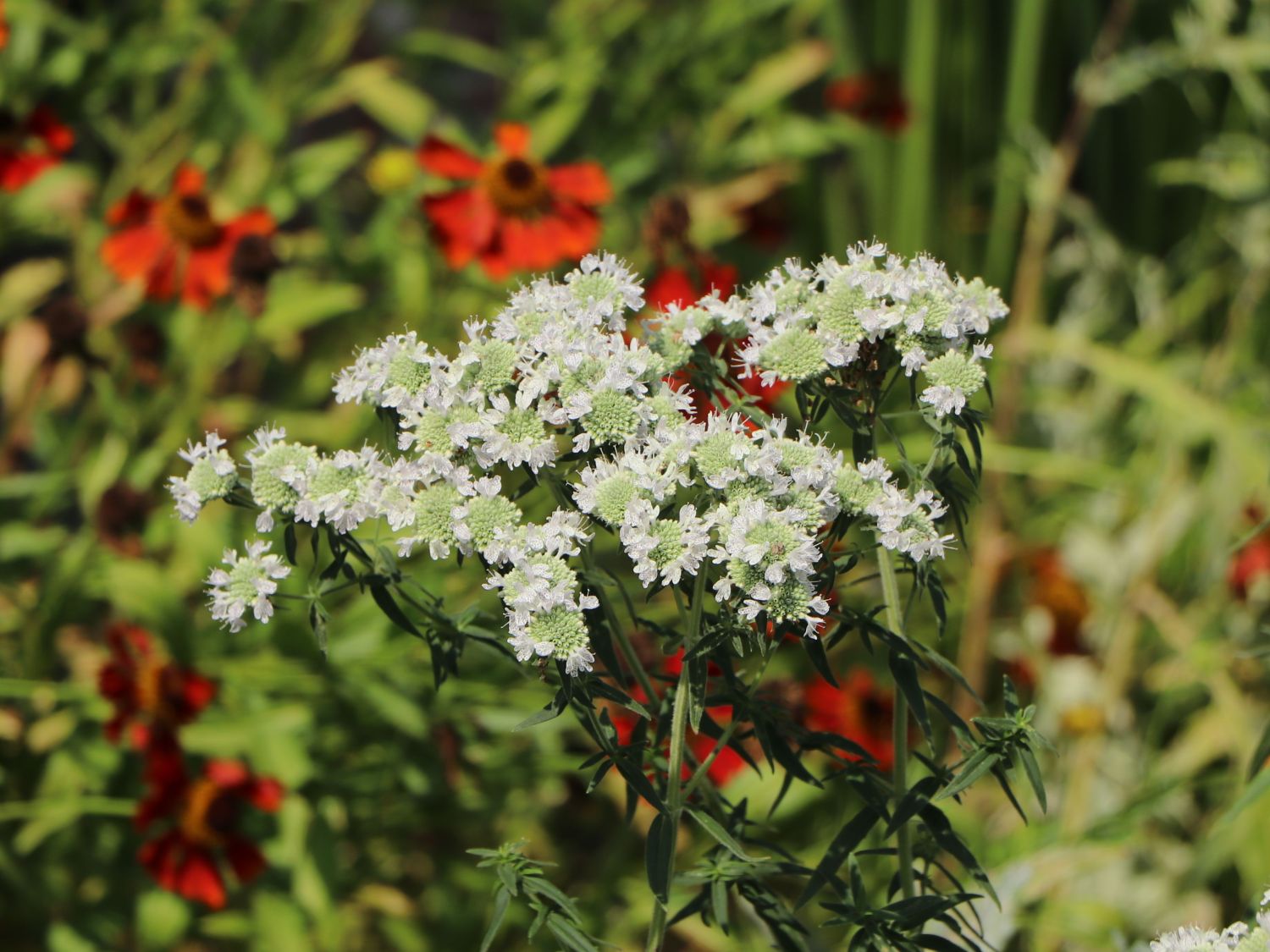 Virginische Bergminze - Pycnanthemum virginianum