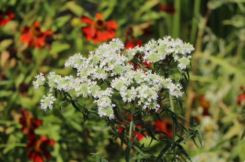 Virginische Bergminze - Pycnanthemum virginianum