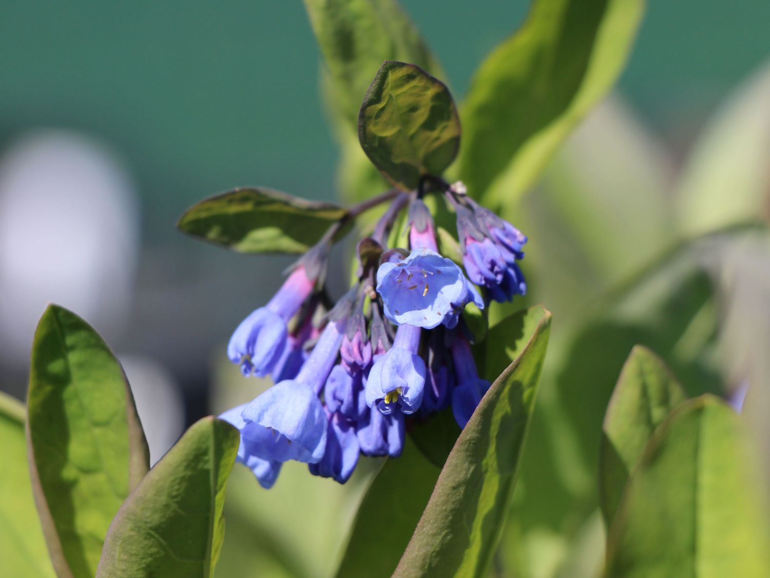Virginisches Blauglöckchen - Mertensia virginica