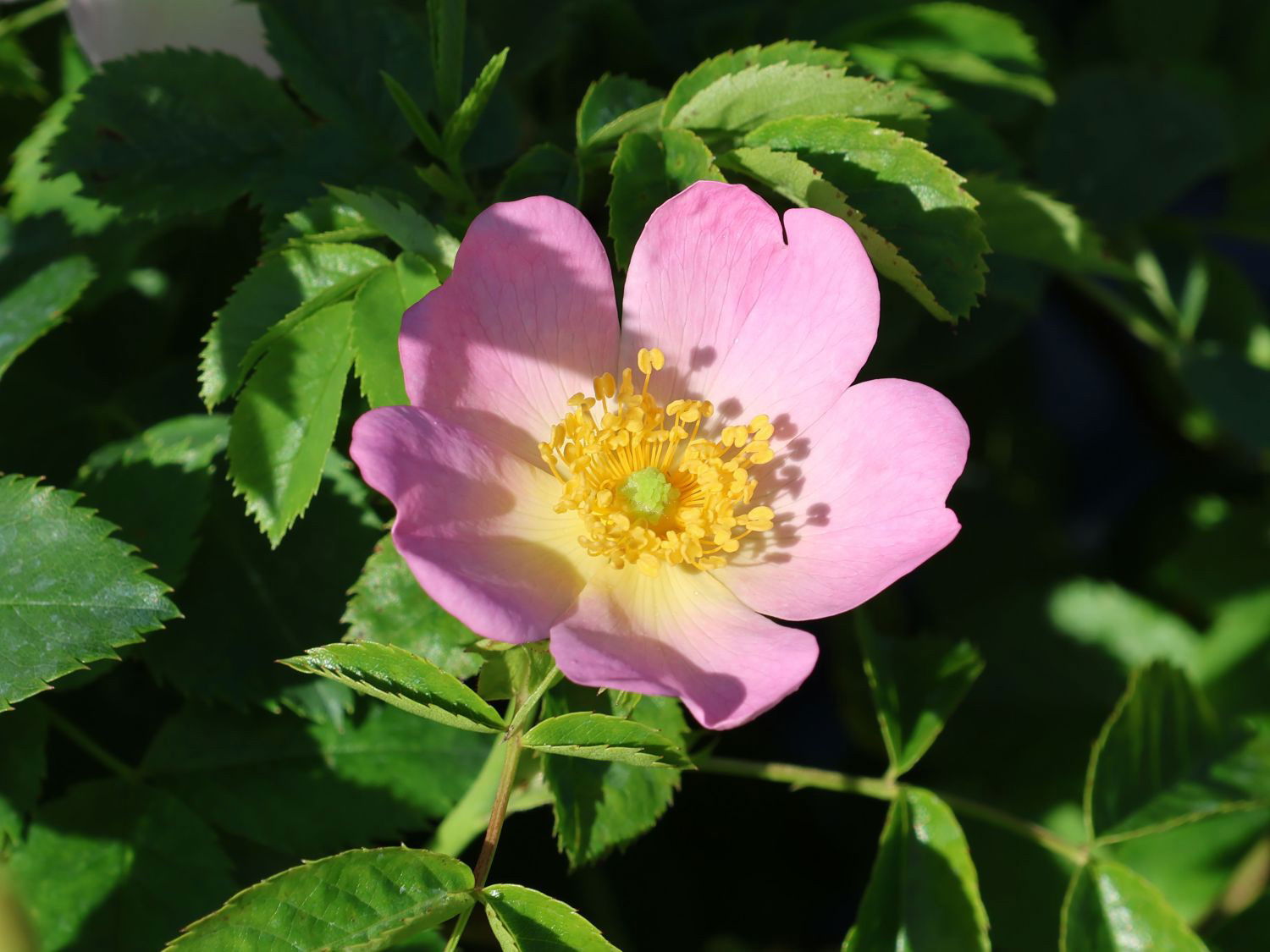 Vitaminrose 'PiRo 3'