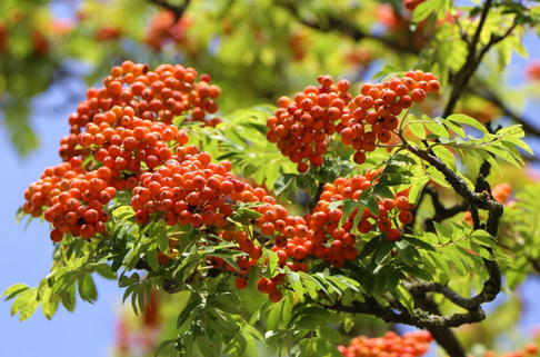 Vogelbeere / Eberesche 'Rosina' - Sorbus aucuparia 'Rosina'