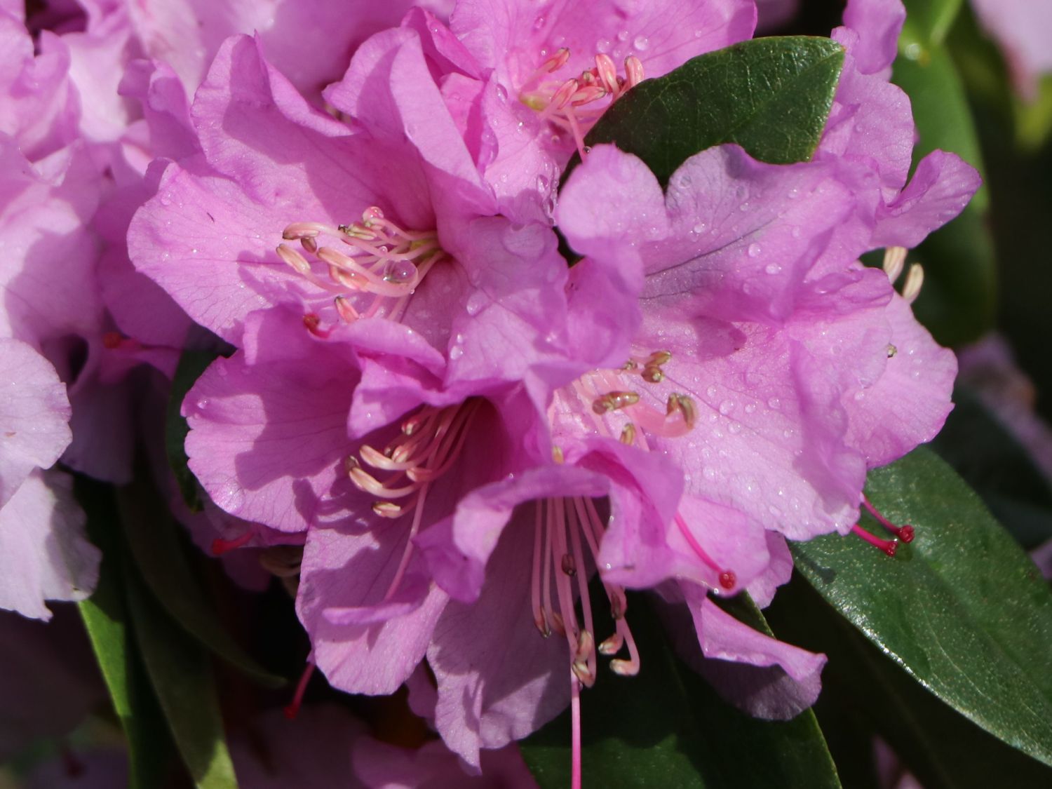VorfrühlingsAlpenrose 'Praecox' Rhododendron 'Praecox' Baumschule
