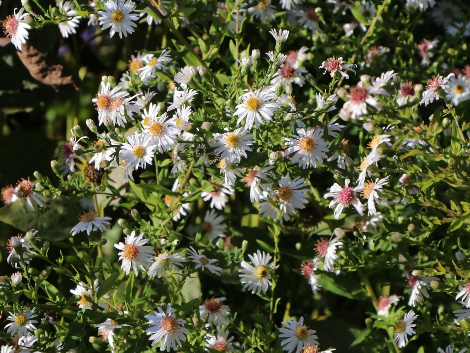 Waagerechte Aster 'Chloe'
