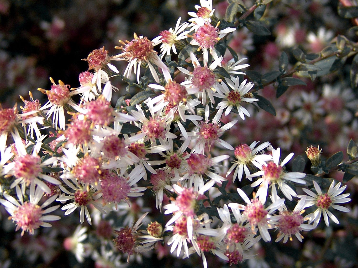 Waagerechte Aster 'Prince'