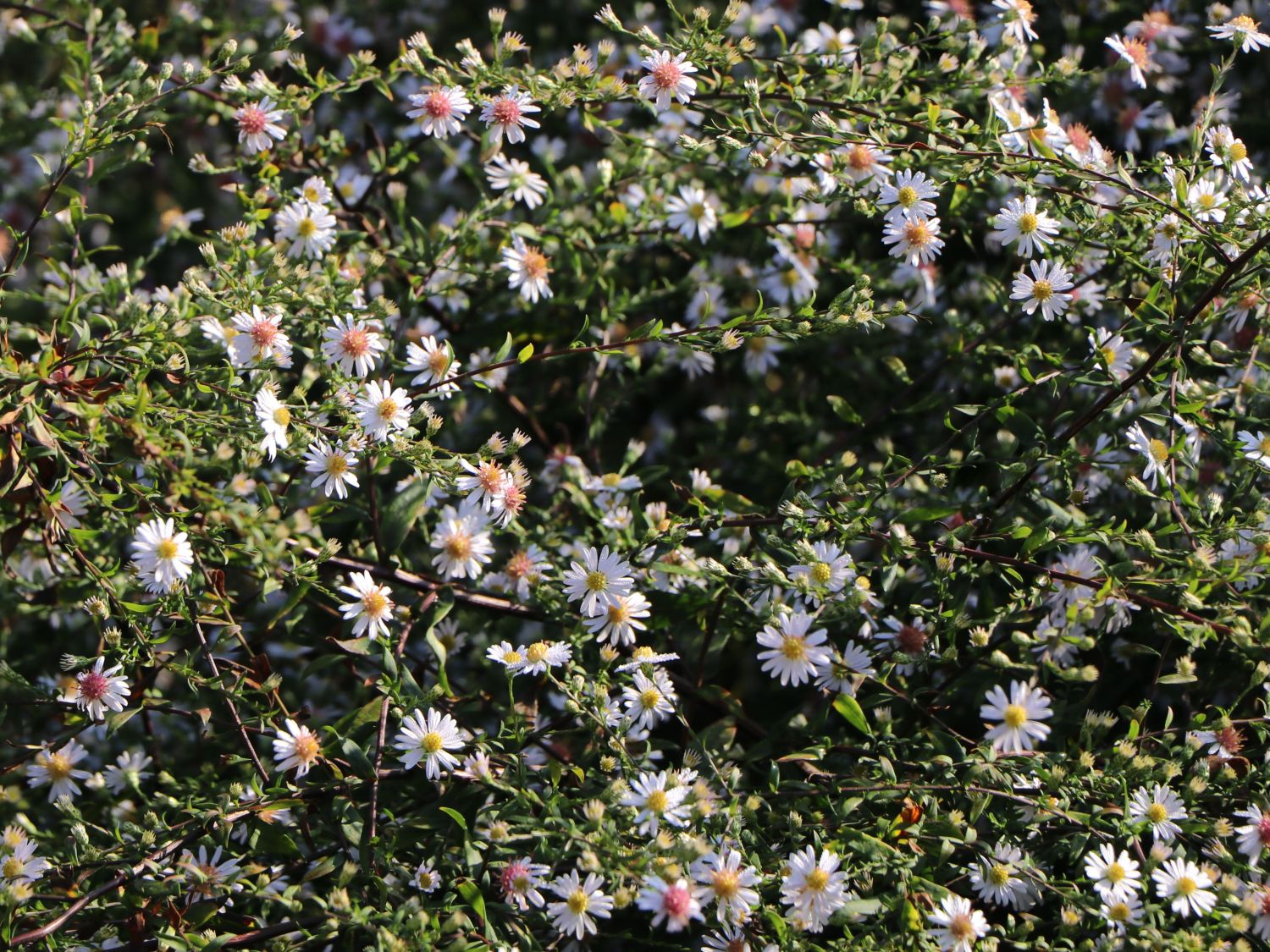 Waagerechte Aster 'Speyrer Herbstwoge'