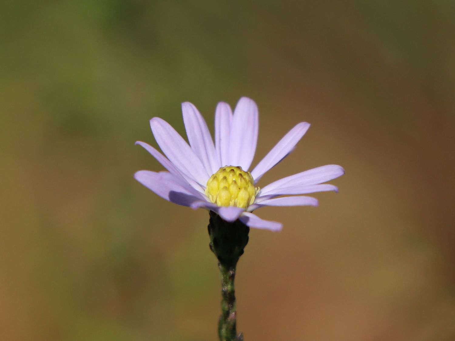 Waagerechte Aster 'Speyrer Herbstwoge' - Aster lateriflorus 'Speyrer Herbstwoge'