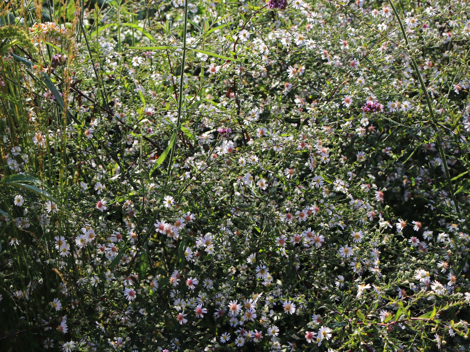 Waagerechte Aster 'Speyrer Herbstwoge' - Aster lateriflorus 'Speyrer Herbstwoge'