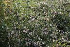 Waagerechte Aster 'Speyrer Herbstwoge' - Aster lateriflorus 'Speyrer Herbstwoge'