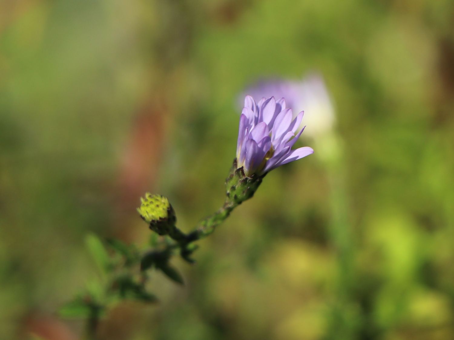 Waagerechte Aster 'Speyrer Herbstwoge' - Aster lateriflorus 'Speyrer Herbstwoge'