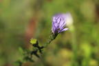 Waagerechte Aster 'Speyrer Herbstwoge' - Aster lateriflorus 'Speyrer Herbstwoge'