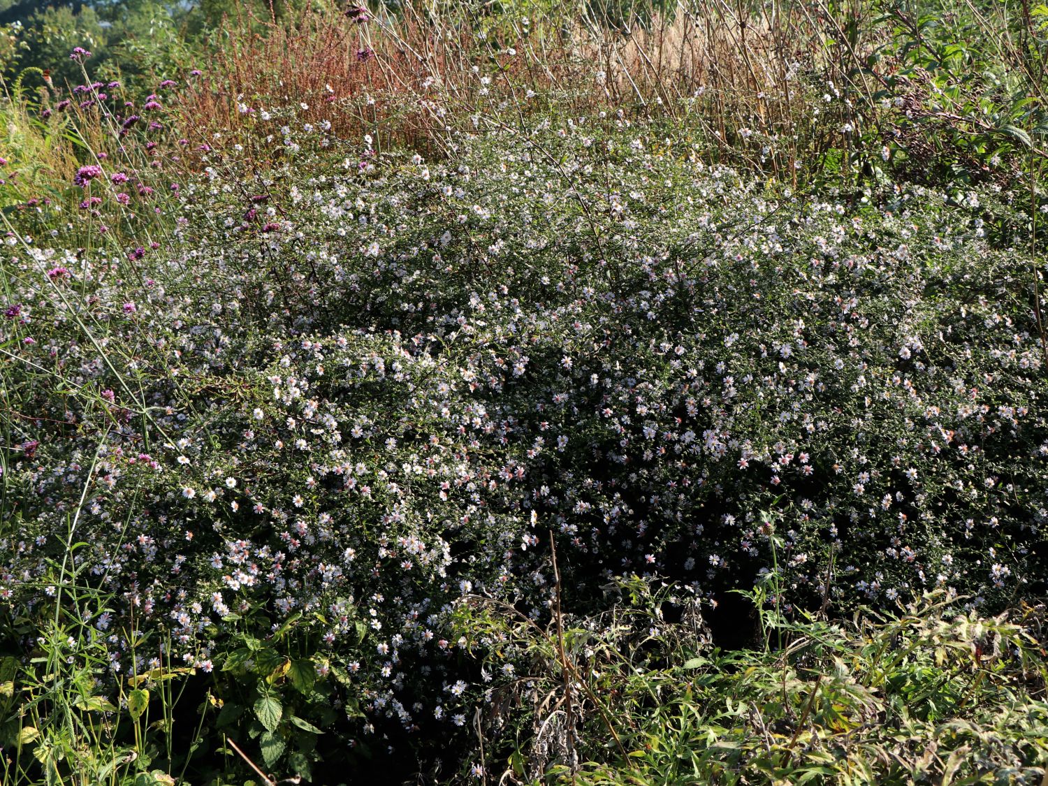 Waagerechte Aster 'Speyrer Herbstwoge' - Aster lateriflorus 'Speyrer Herbstwoge'