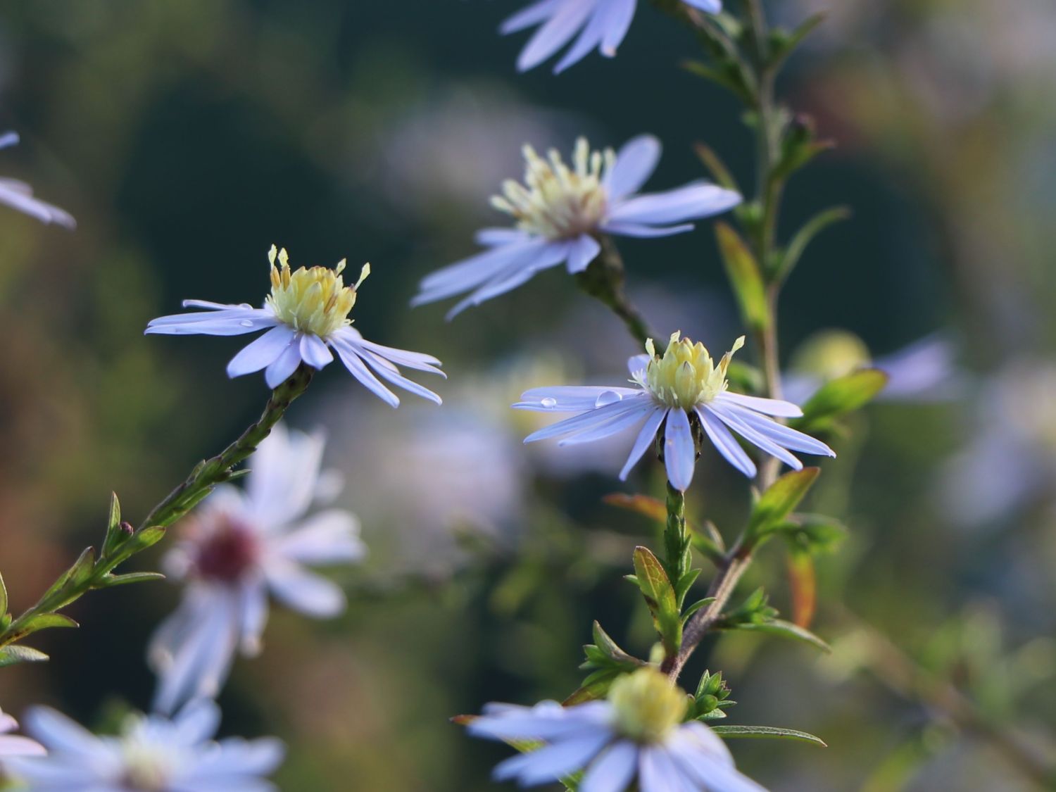 Waagerechte Aster 'Speyrer Herbstwoge' - Aster lateriflorus 'Speyrer Herbstwoge'