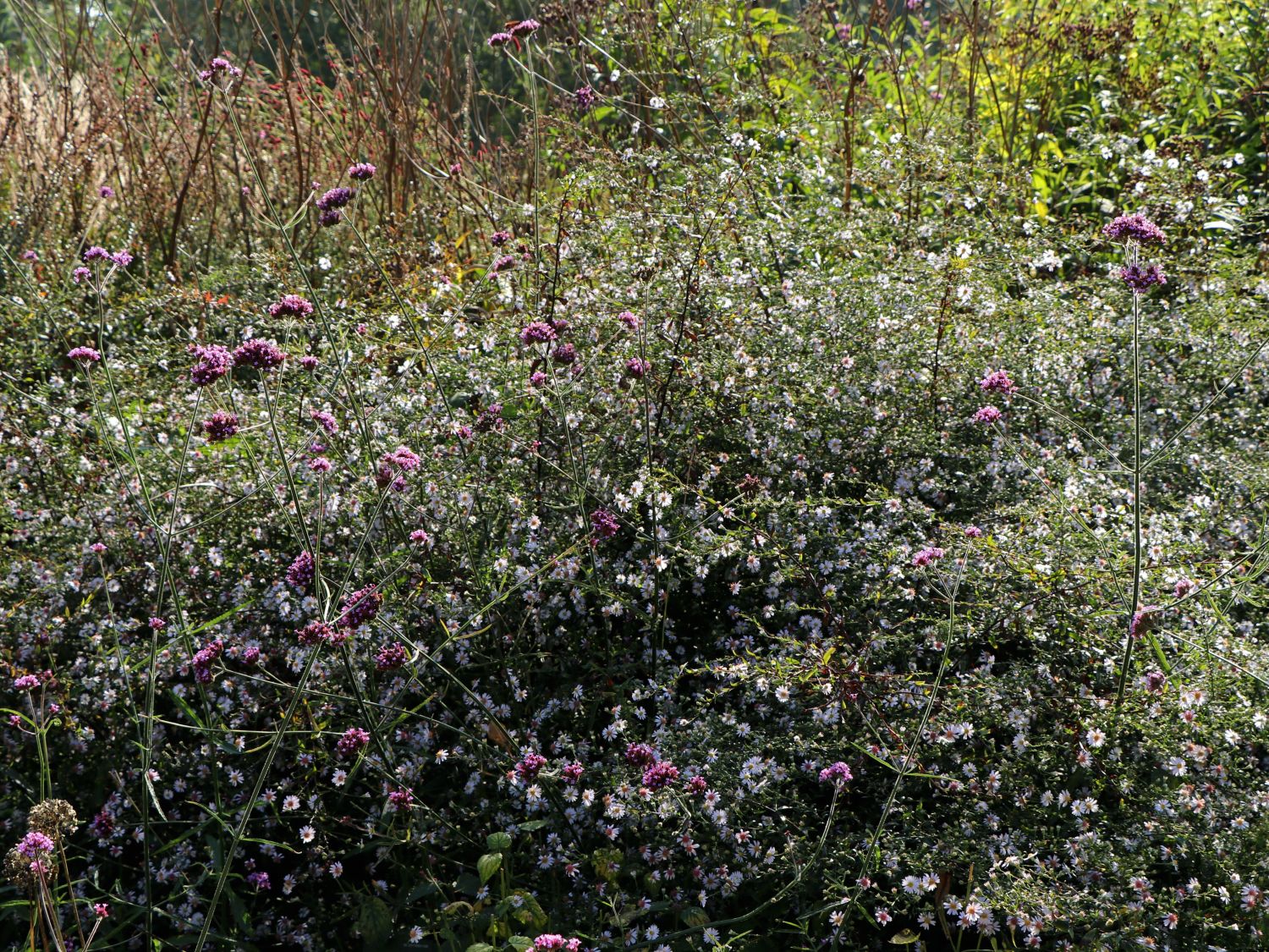 Waagerechte Aster 'Speyrer Herbstwoge' - Aster lateriflorus 'Speyrer Herbstwoge'