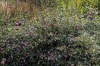 Waagerechte Aster 'Speyrer Herbstwoge' - Aster lateriflorus 'Speyrer Herbstwoge'