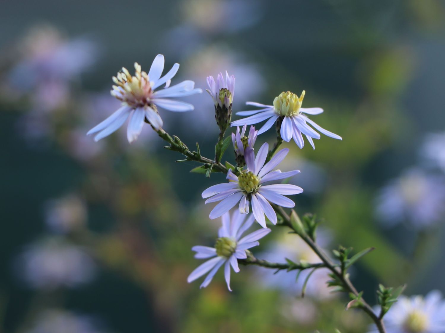 Waagerechte Aster 'Speyrer Herbstwoge' - Aster lateriflorus 'Speyrer Herbstwoge'