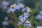Waagerechte Aster 'Speyrer Herbstwoge' - Aster lateriflorus 'Speyrer Herbstwoge'