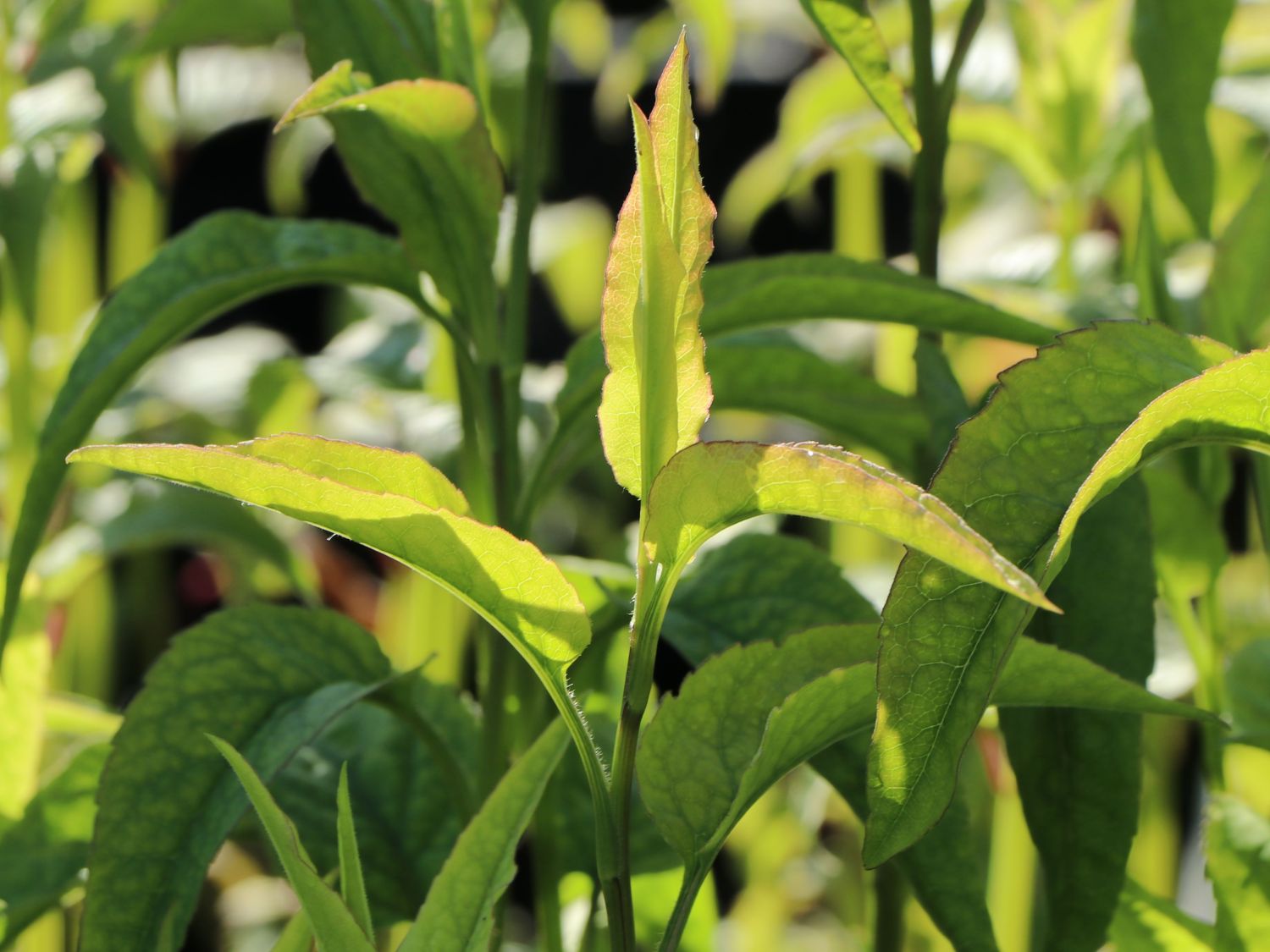 Waagerechte Aster 'Speyrer Herbstwoge' - Aster lateriflorus 'Speyrer Herbstwoge'