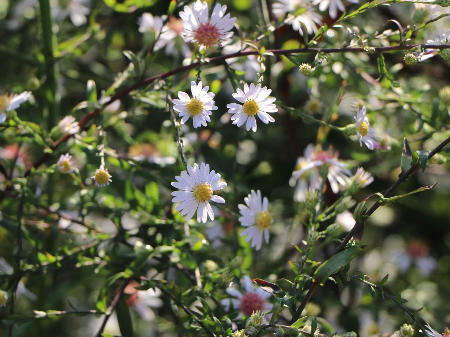 Waagerechte Aster 'Speyrer Herbstwoge' - Aster lateriflorus 'Speyrer Herbstwoge'