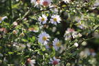 Waagerechte Aster 'Speyrer Herbstwoge' - Aster lateriflorus 'Speyrer Herbstwoge'