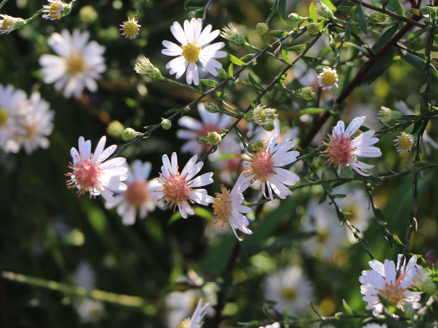 Waagerechte Aster 'Speyrer Herbstwoge' - Aster lateriflorus 'Speyrer Herbstwoge'