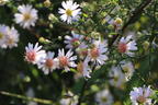 Waagerechte Aster 'Speyrer Herbstwoge' - Aster lateriflorus 'Speyrer Herbstwoge'