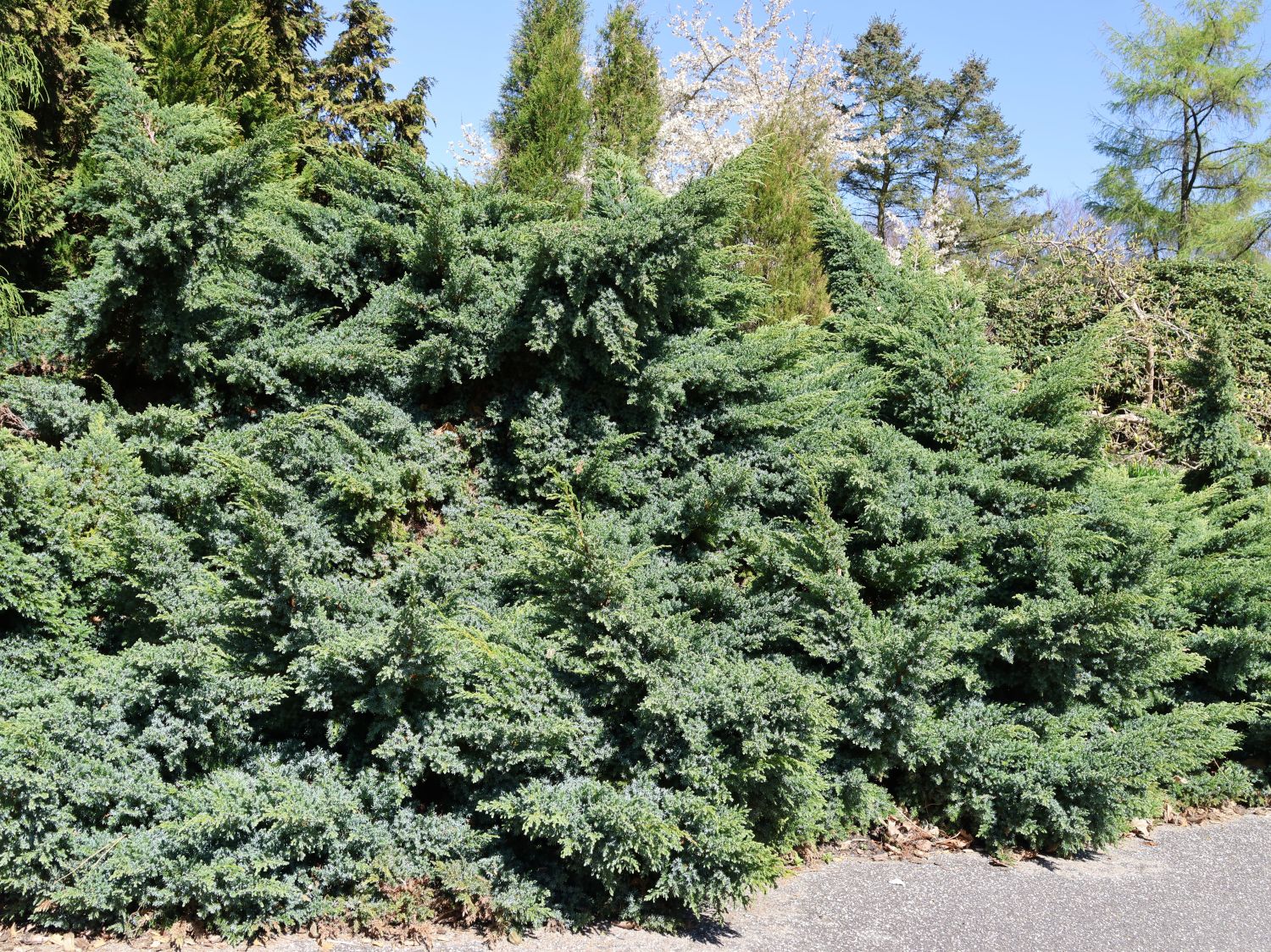 Wacholder 'Blue Swede' - Juniperus squamata 'Blue Swede'
