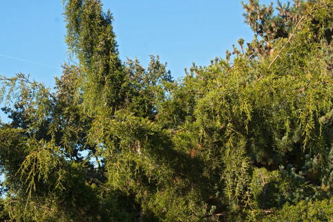 Wacholder 'Pendula' - Juniperus virginiana 'Pendula'
