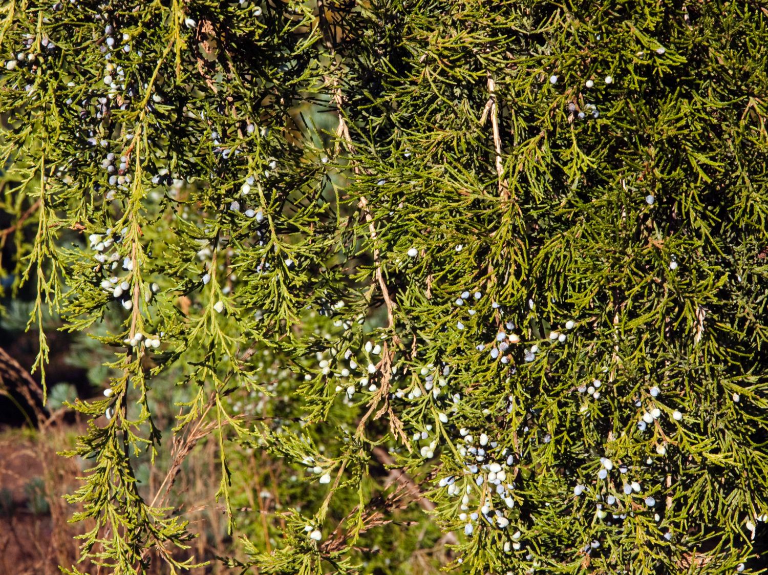 Wacholder (Juniperus)