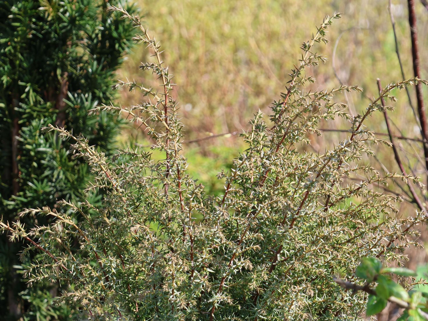 Wacholder 'Sieben Steinhäuser'