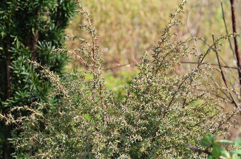 Wacholder 'Sieben Steinhäuser' - Juniperus communis 'Sieben Steinhäuser'