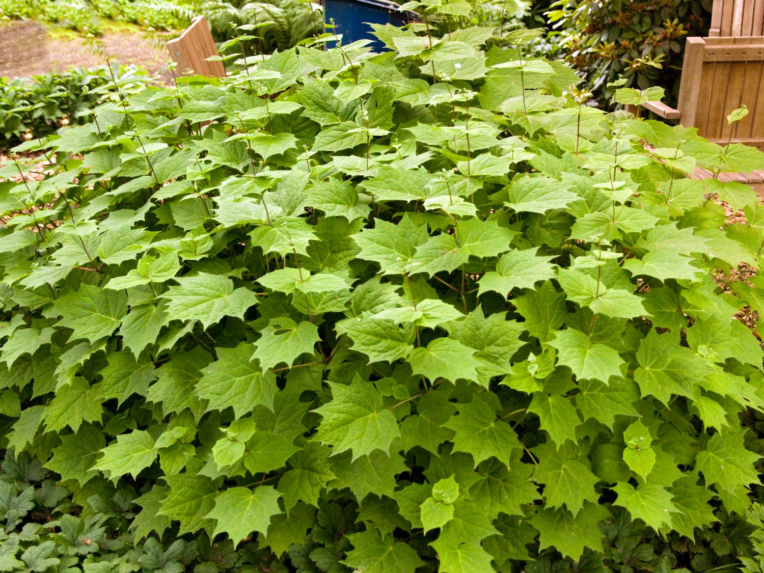 Japanische Wachsglocke