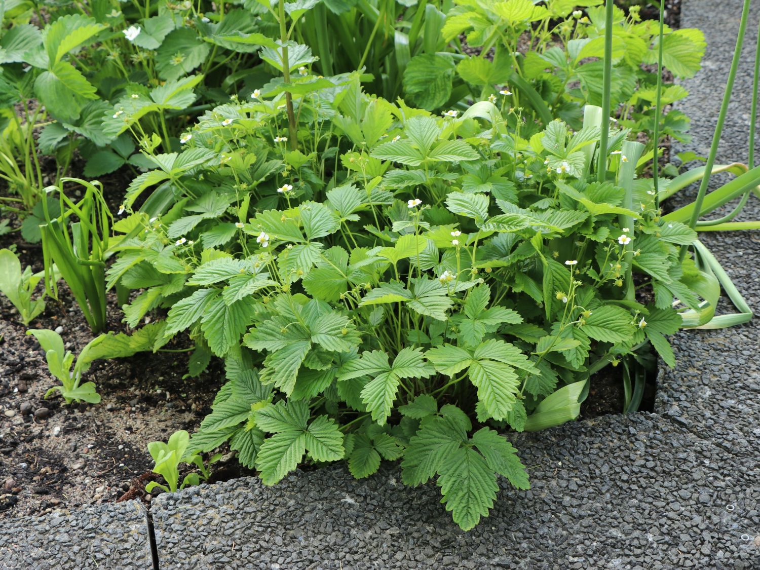 Wald-Erdbeere - Fragaria vesca var. vesca