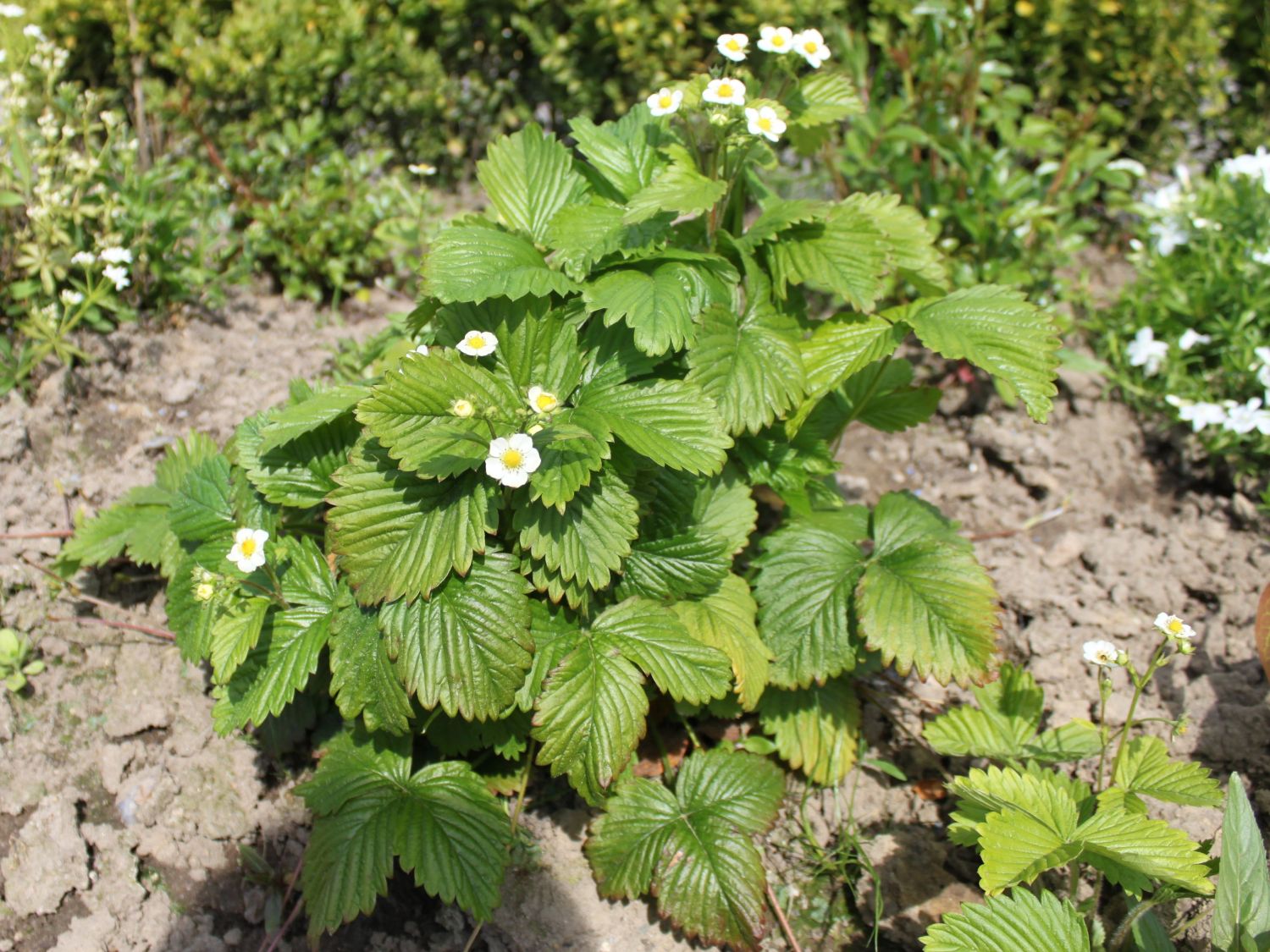 Wald-Erdbeere - Fragaria vesca var. vesca