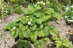 Wald-Erdbeere - Fragaria vesca var. vesca
