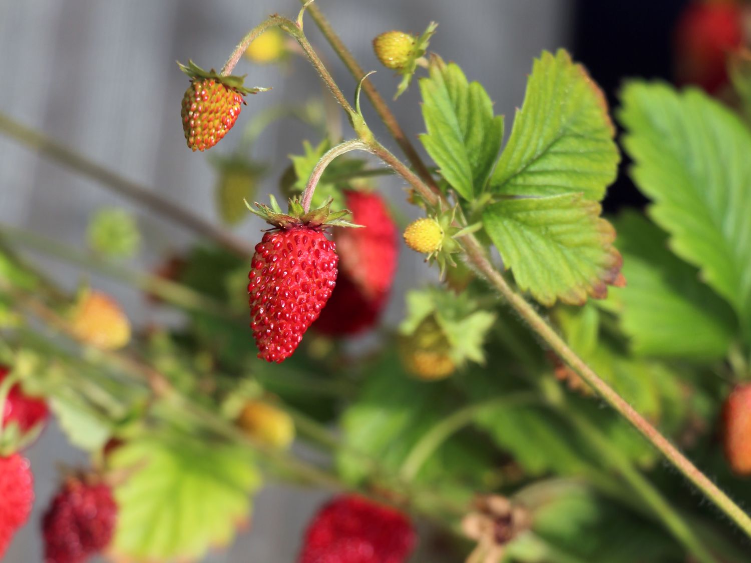 Wald-Erdbeere - Fragaria vesca var. vesca