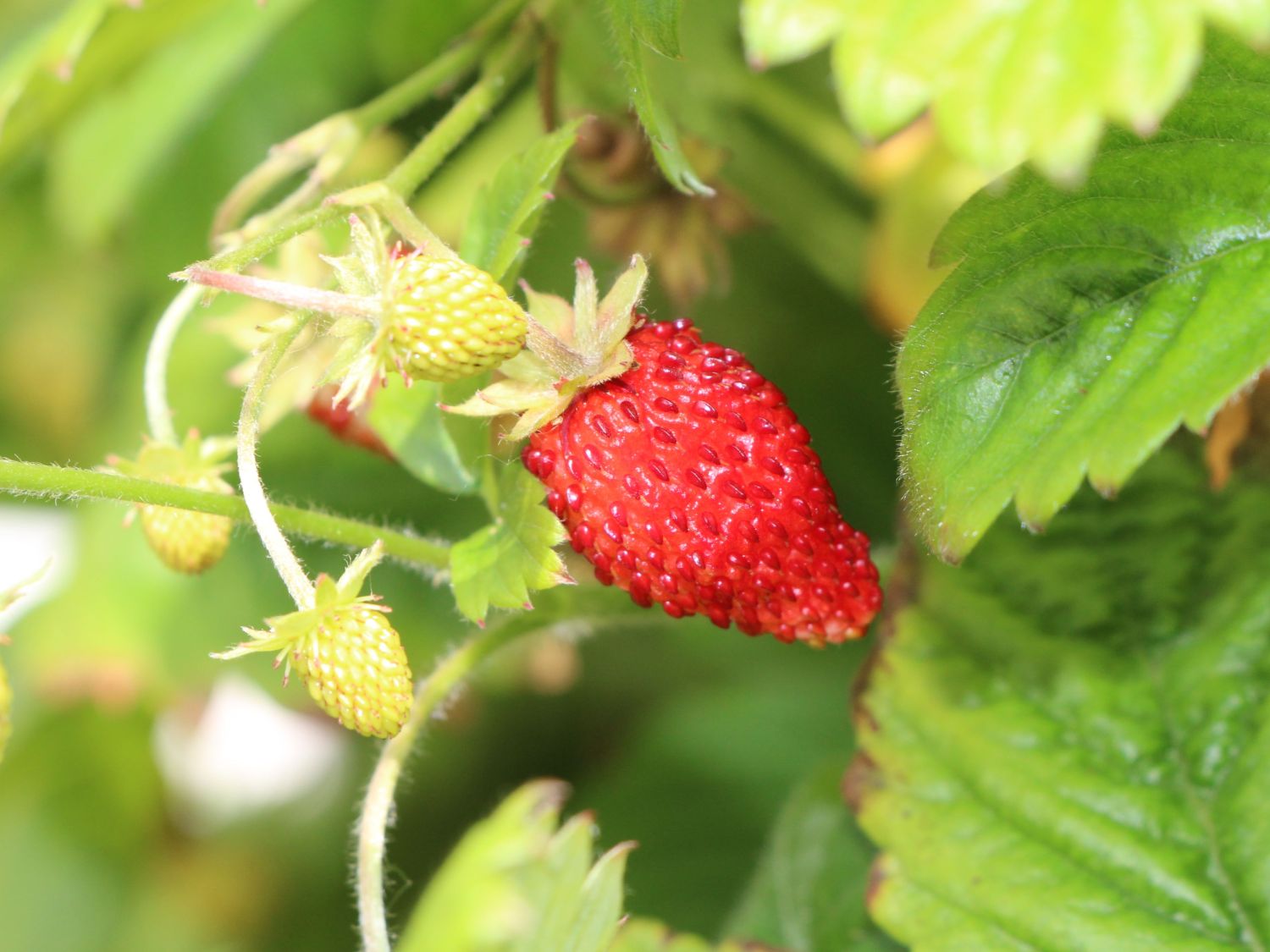 Wald-Erdbeere - Fragaria vesca var. vesca