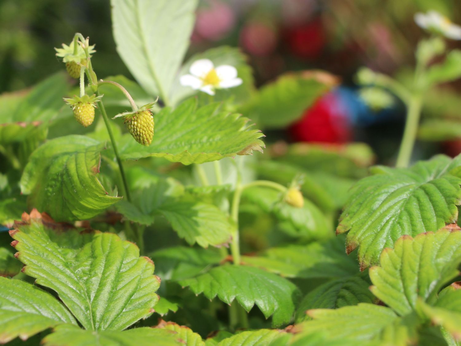Wald-Erdbeere - Fragaria vesca var. vesca